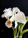 Cattleya mossiae semi-alba 